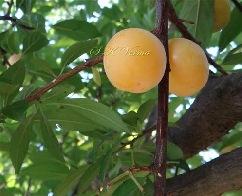  Fruits (Drupes)